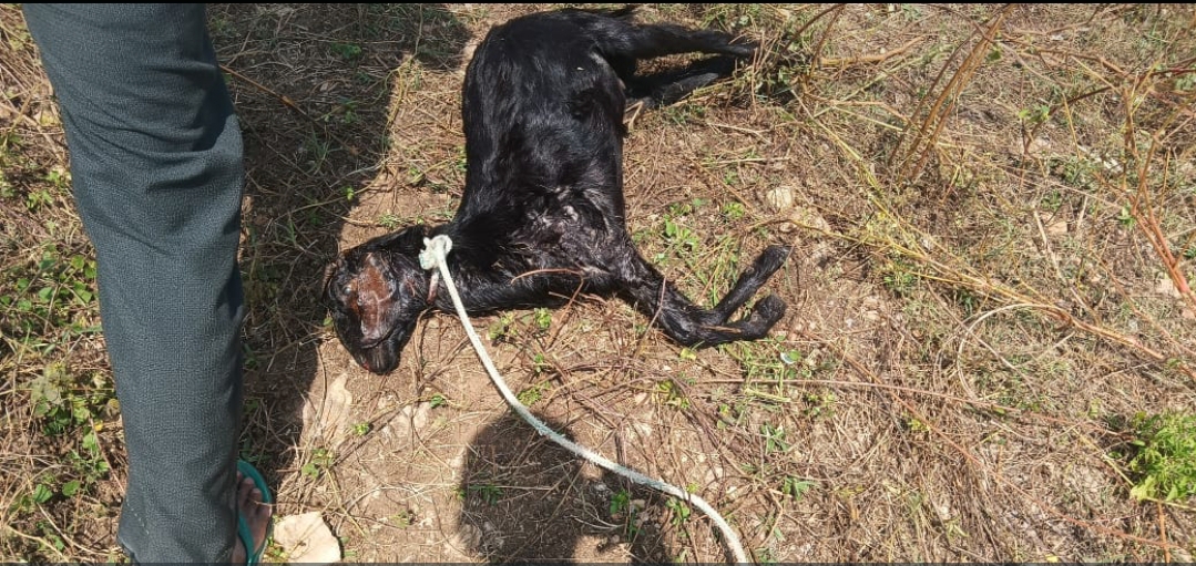 मरी हुई बकरी 