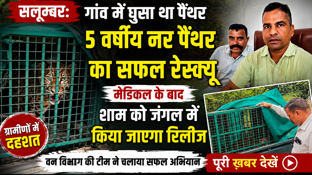 सेरीया में पैंथर की दस्तक, वन विभाग ने सुरक्षित किया रेस्क्यू बछड़े का शिकार करने के बाद गांव में फैली दहशत, मेडिकल परीक्षण के बाद जंगल में छोड़ा जाएगा